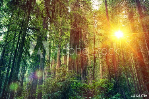 Picture of Scenic Forest Sunset